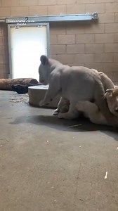 17K views · 113 reactions | These lion cub siblings shared an adorable moment wrestling. Taraj, whose name was recently chosen by a public poll, was seeing rolling around and hanging out with his sister Asali. “Meet Taraj, his name means ‘hope/faith’ in Swahili,” the Fresno Chaffee Zoo said. #lion #lioncubs #lions | The Uplift | Facebook