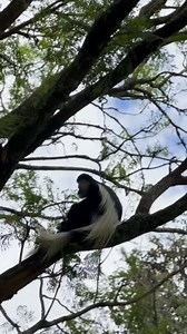 1.3K views · 20 reactions |  Celebrating International Monkey Day with our elegant Colobus friends, the inspiration behind our exquisite fine dining at Colobus Restaurant. Join us in honoring these graceful creatures and their natural habitat at Fairmont Mount Kenya Safari Club. ️ #InternationalMonkeyDay #Colobus #mountkenya #mountainafrica #retreatafrica #laikipia #mountkenyawildlifeconservancy #mkwc | Fairmont Mount Kenya Safari Club | Facebook