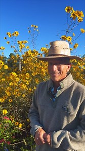 2.2K views · 237 reactions | Fall color combinations can be just as exciting in the garden as summertime ones. Take a look at the yellow, pink and blue of Swamp Sunflower, Four O’Clocks and Brazilian Bog Sage. What are your favorite combinations for the fall garden? #fallgarden #gardening #gardendesign #nativeplants #perenials | Petals From The Past | Facebook