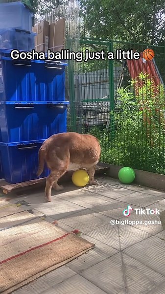 Gosha balling just a little today 🏀‼️ | Big Floppa