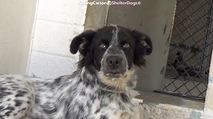 17K views · 331 reactions | ADOPTED - moved to SAFE Album on 07/19...