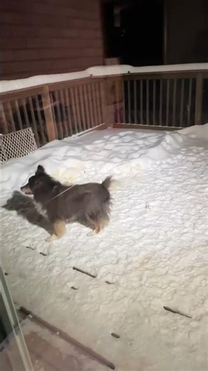 Senior Sheltie Snow Joy