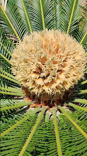 Exploring Cycas revoluta Plants: Ancient Living Fossils" #garden #gardening