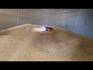 Grain Weevil Highlights April 2021