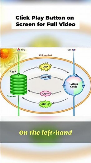 Photosynthesis Explained: Light Dependent & Independent Reactions