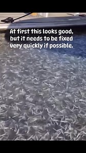 18K views · 56 reactions | The comments will help explain how and why a mass of Anchovy’s that missed thier migration path can lead to a very smelly and costly problem. | Fishing Australia TV | Facebook