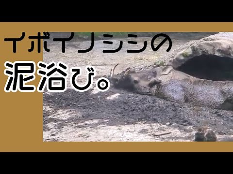 イボイノシシの泥浴び。