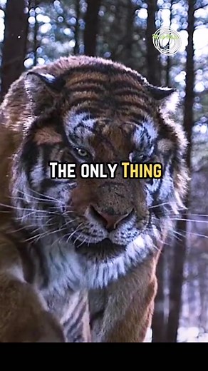 Sigma Rule Attitude Motivation Status