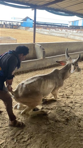 The sick cow was raised by the cowherds.