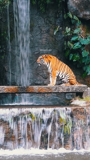 31K views · 286 reactions | Tiger Sitting near Waterfall #tiger #waterfall #scenic #beautiful #wildcat #nature #wildlife HA46706 | HAWI Studios | Facebook