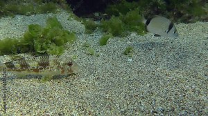 Striped red mullet (Mullus barbatus) breaks the ground, while two-banded seabream (Diplodus vulgaris) and Mediterranean rainbowfish (Coris) pick up the food what the red mullet doesn't eat.