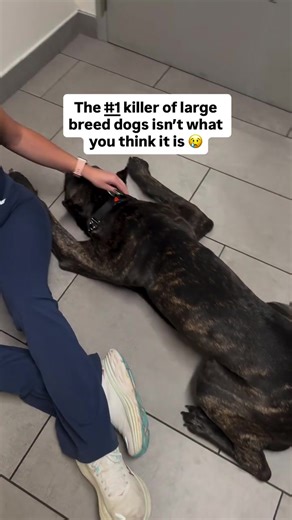 Emergency Bloat Protocol for Large Breed Dogs