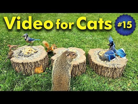 TV for Cats | Backyard Bird and Squirrel Watching | Video 15