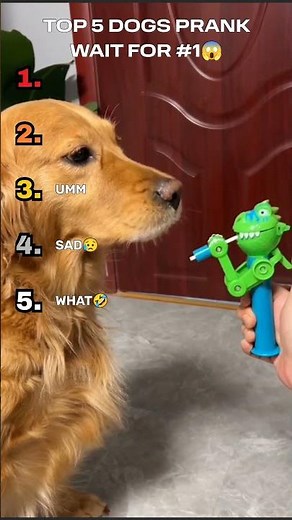 Top 5 Funniest Dog Pranks Ever! 😂🐶 | Try Not to Laugh Challenge