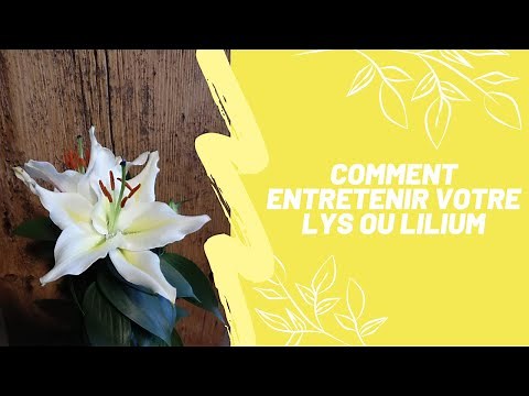 How to care for your lily or Lilium