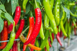 Follow One Of These Chilli Feeding Regimens To Determine How Hot They Will Grow | Horticulture Magazine