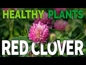 Red Clover Benefits: Top 10 Health Uses + Easy Recipes