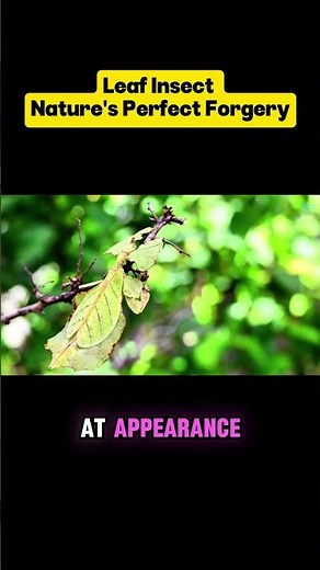 Leaf Insects Nature's Perfect Mimics!