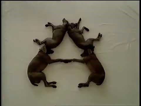 Sesame Street: Wegman's Dogs - A for Artist