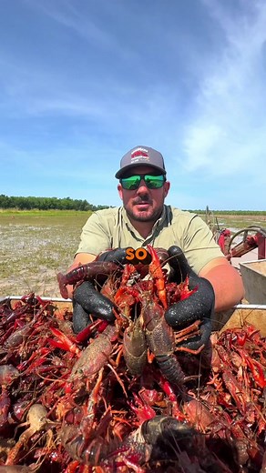 Nothing wasted here at LCC 🦞🙏 People order A LOT of our Louisiana Crawfish Tail Meat (which is farmed, peeled, and packaged all in Louisiana), and we make sure to utilize every bit of our mudbugs. Whatever isn’t eaten is used to fertilize the soil that will later grow crops. Want to see more of the tail meat process? #crawfishfarming #crawfish #south #Louisiana #Cajun #food #farmtotable