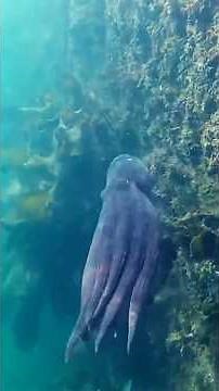 アジュール舞子ビーチを自由に泳ぐタコ (神戸市) - A Free Swimming Octopus in Azur Maiko Beach (Kobe, Japan)