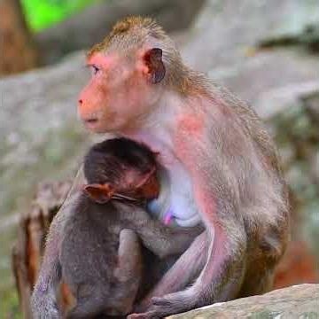 Very love baby monkey