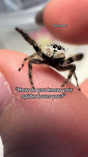 Adorable Sleepy Jumping Spider Moments
