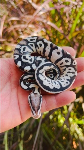 Firefly Axanthic hatchling🔥 #ballpython #hatchling #livingart #shorts