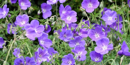 Why planting geraniums is the easiest way to achieve a low-maintenance, vibrant garden