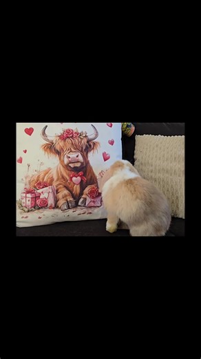 👀 for a 🏡 #babybunny #hollandlops #mbsrabbitry #swflrabbitbreeder