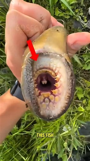 Ancient Sea Vampires That Still Live Today!