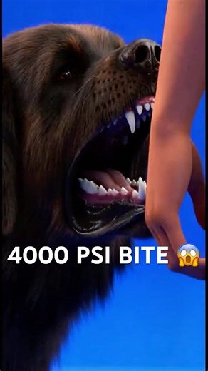 🐺💥 Extinct Dog vs Human! #shorts