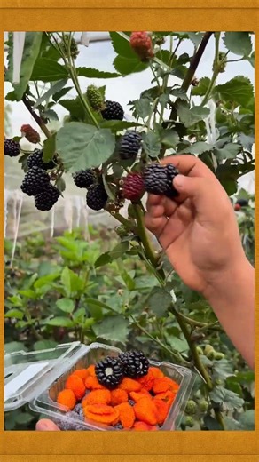 Harvesting raspberries in your own garden #harvesting #shortvideo