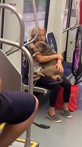 1.1M views · 96K reactions | Some moments don’t need words. Just a quiet train… a bus ride… and a love so pure, it makes your chest ache. #Heartwarming #DogLove | Liam's Stories | Facebook