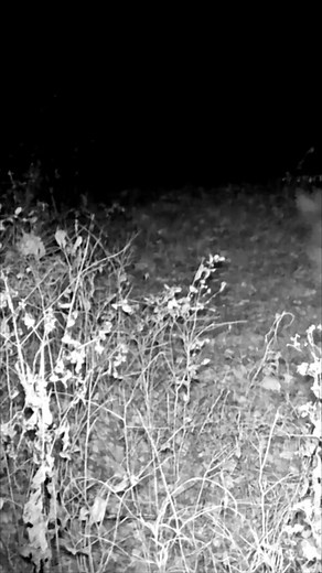 5.4K views · 69 reactions | COYOTE Chases DEER Into The DARKNESS!!! | ThisOutdoorsman | Facebook