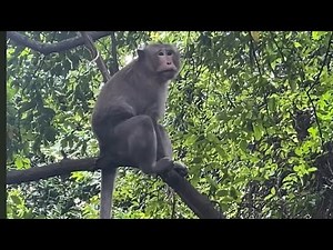 Cute Monkeys Playing Together: Heartwarming Primate Fun