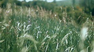 Grass, Field, Wind. Free Stock Video