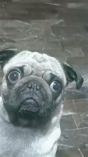 #memes #pug #comedyfilms #pugcrying #video