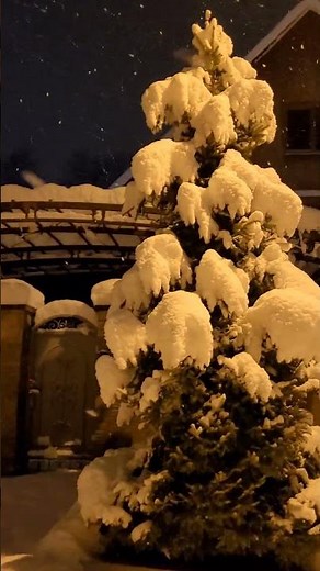 WINTER GOLDEN NIGHT SNOWFALL ❄ #nature #winter #snow