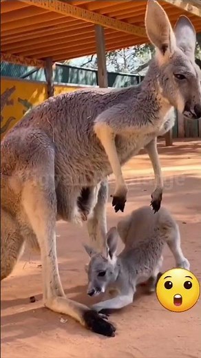 Inside Kangaroo pouch #kangaroo