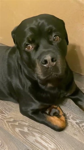 🐾 My Cute Black Dog | Funny, Cute & Heartwarming Moments #BlackDog #CuteDogVideos #FunnyDog