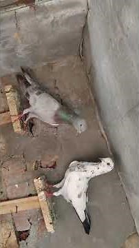 Master Breed Collection.