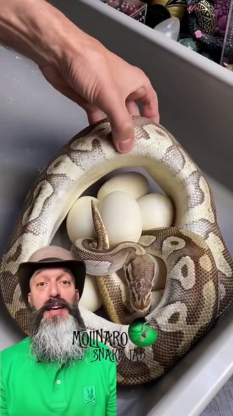 Entire snake hatching journey!