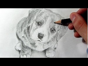 Cómo Dibujar un Perro Realista - How to Draw a Dog