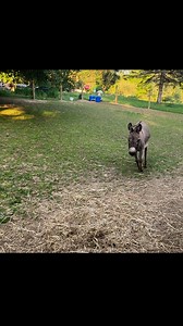 We didn’t plan to have four donkeys.We didn’t plan to fall this hard, either.First came Rusty and Clyde — wild, loud, full of opinions. They showed us that donkeys weren’t just background animals. They were full-blown characters. With feelings, preferences, moods. They were funny. They were smart. And somehow, they made the place feel more whole.Then came Athena.She was different — a little more unsure, a little more guarded. But every day, she started to open up. A nudge here, a trot there, unt