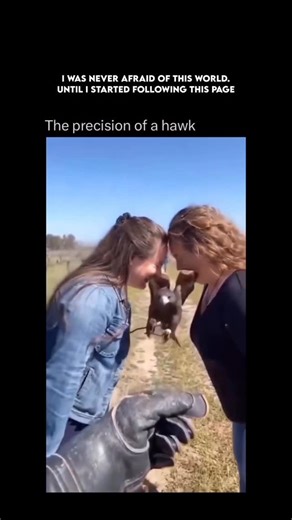 Wild Horizon on Instagram: "The precision of a hawk is one of nature’s most extraordinary displays of focus and control. With eyesight up to eight times sharper than a human’s, a hawk can spot a mouse moving through grass from hundreds of feet in the air. Every movement, the angle of its wings, the timing of its dive, the positioning of its talons, is calculated to perfection. When it locks onto a target, the hawk’s body becomes a guided missile: silent, steady, and unrelenting. In a fraction of