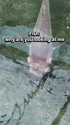 fish is looking at you #fish #shorts #2026