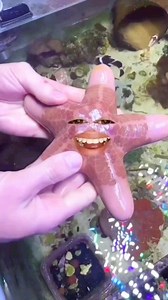 Funny Starfish Reaction 😂 | 7rivedi