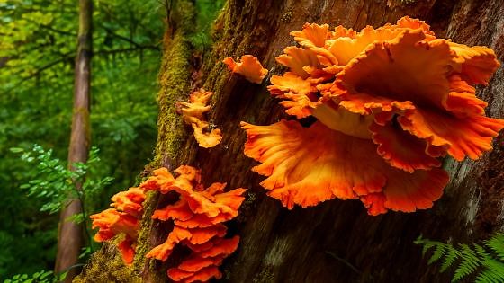 Olympic National Park Washington: Rain forest trails (4K)