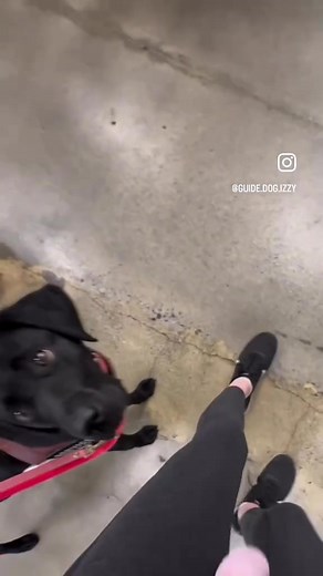 As someone with no depth perception it's always better to be safe than sorry to stop for any weird marks on the floor like that. I've tripped way too many times than l'd like to admit Video description: Izzy a black lab guide dog guides me inside a store. She stops at a mark on the floor that may be a tripping hazard. I probe it with my foot discovering it is flat. We continue walking. Text on screen matches voiceover with "🤷‍♀️” at the end. #IAmGDB #GDB #GuideDogsForTheBlind #GuideDog #GuideDo